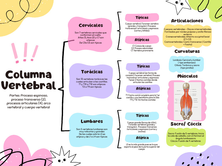 Anatomía de la Columna Vertebral | PDF | Vértebra | La columna vertebral