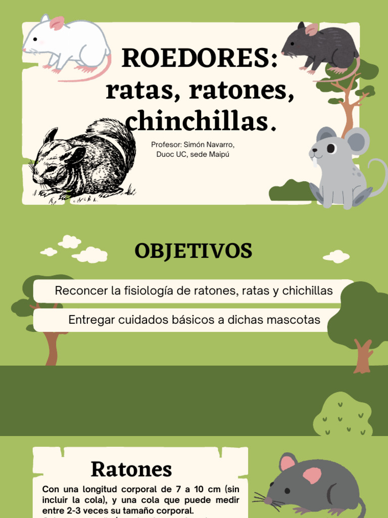 Ratas, Ratones, Chinchillas | PDF | Roedor | Piel