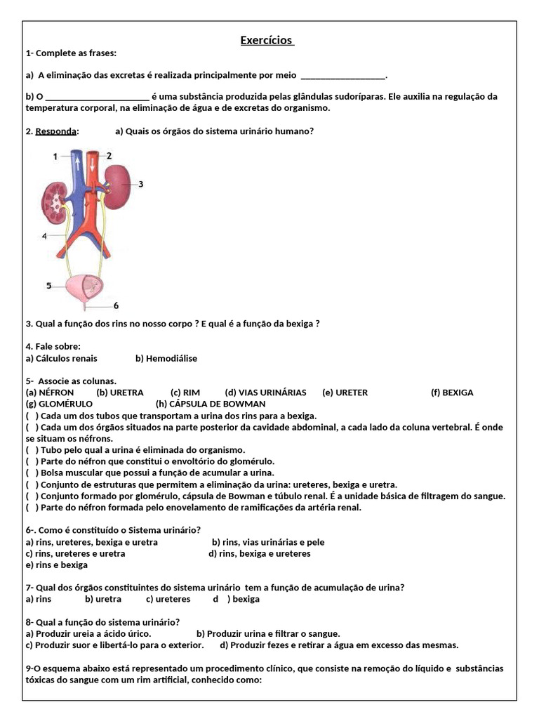 Exercícios sobre o Sistema Urinário | PDF | Rim | Sistema urinário