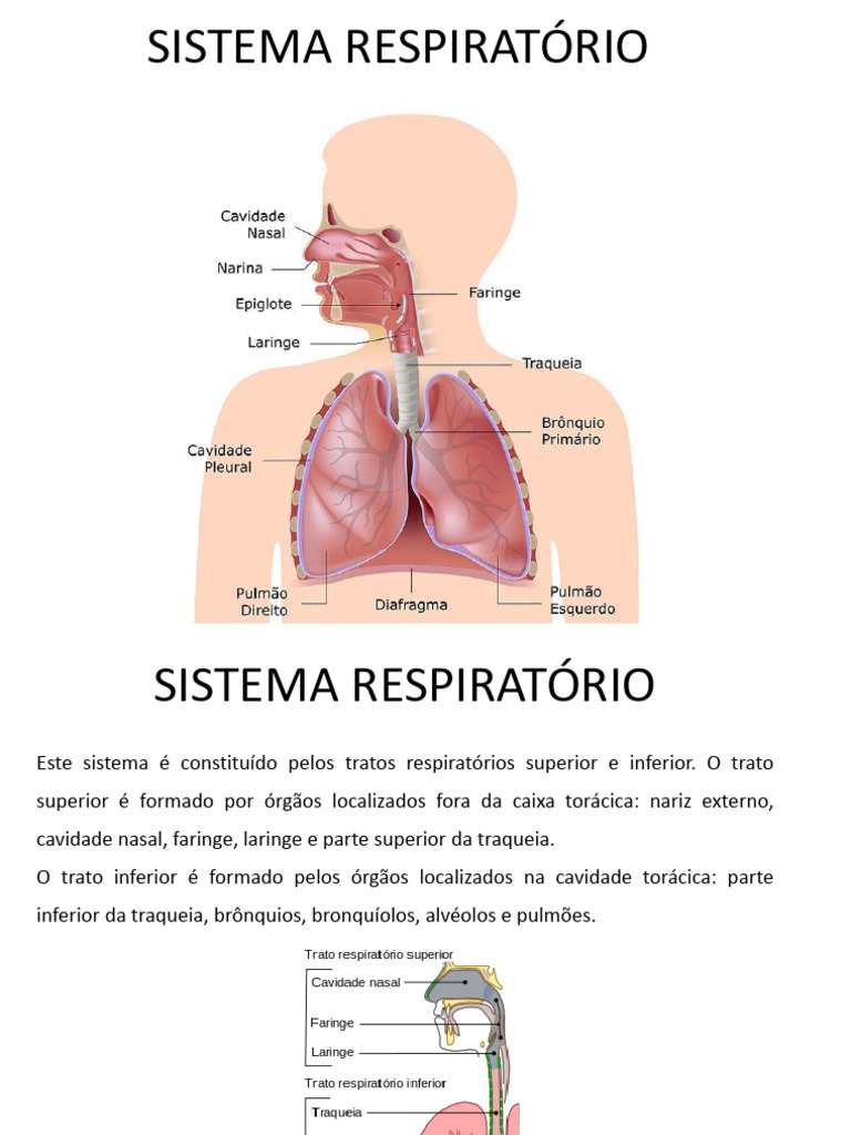 Estrutura e Função do Sistema Respiratório | PDF | Laringe | Sistema ...