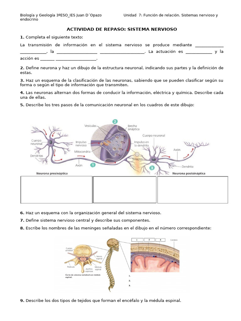 Estructura y Función del Sistema Nervioso | PDF | Cerebro | Sistema ...