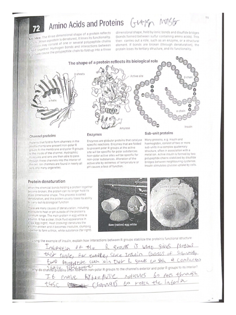 Amino Acids and Protiens + The Properties of Enzymes Worksheets | PDF