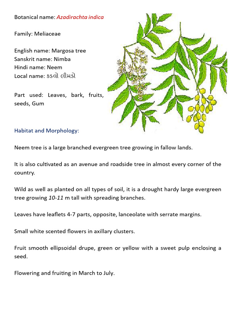 Neem Tree: Uses and Morphology | PDF | Medical Specialties
