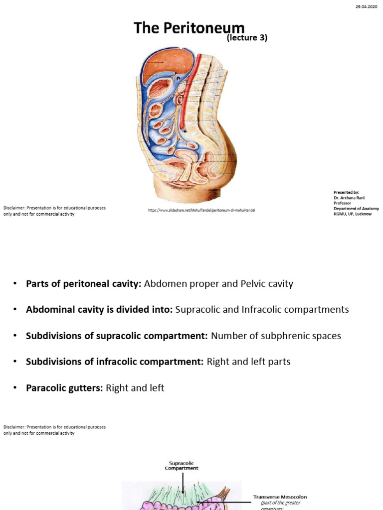 Special Regions of the Peritoneal Cavity | PDF | Peritoneum ...