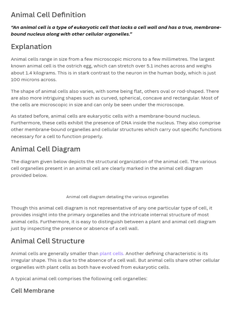Overview of Animal Cell Structure | PDF | Cell (Biology) | Organelle