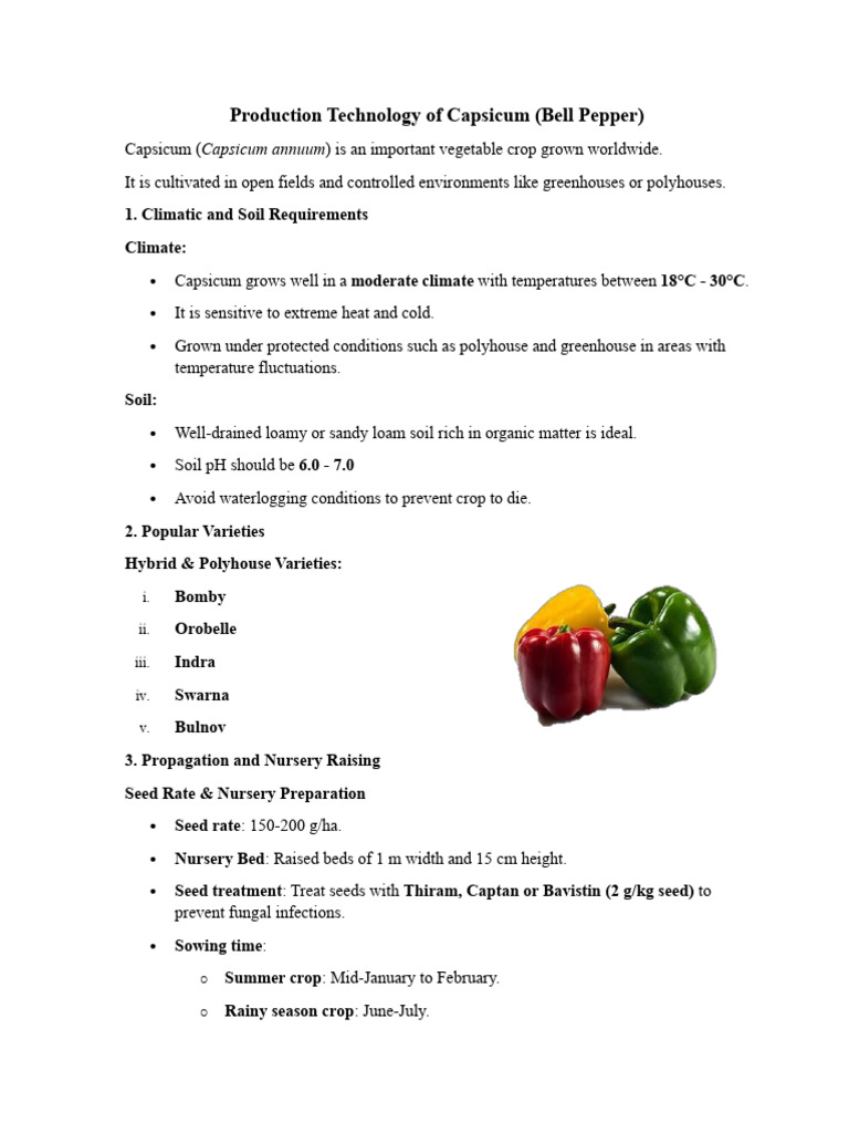 Capsicum Farming Techniques and Guidelines | PDF | Plant Nursery | Mulch