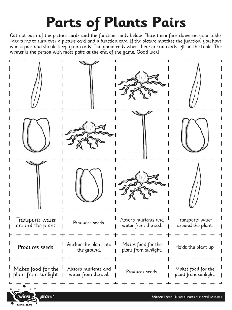 Activity Sheet Parts of Plant Pairs Cards | PDF
