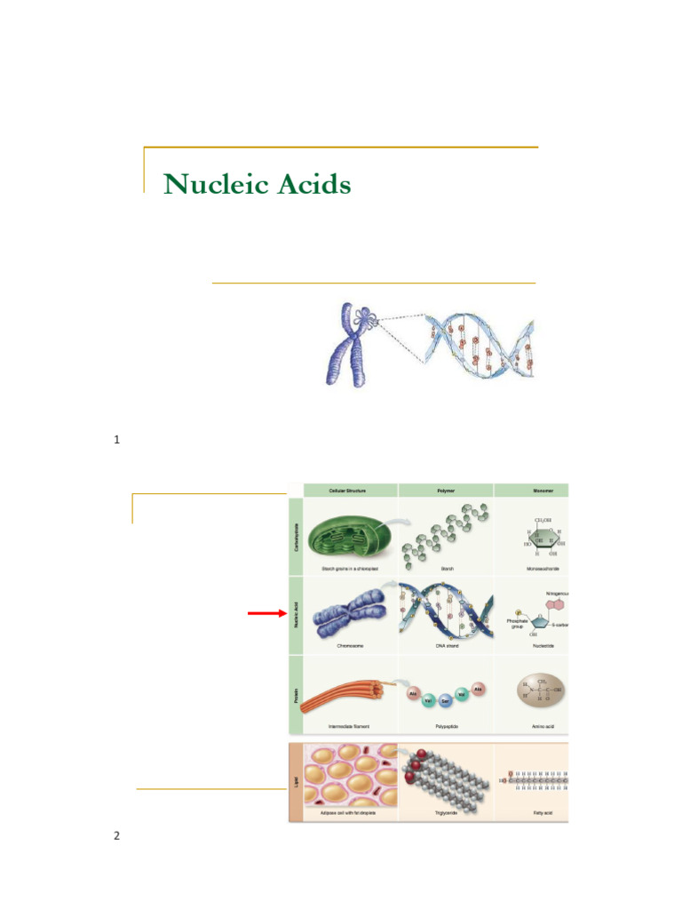 2.0 Proteins and Nucleic Acids | PDF | Nucleic Acids | Nucleotides