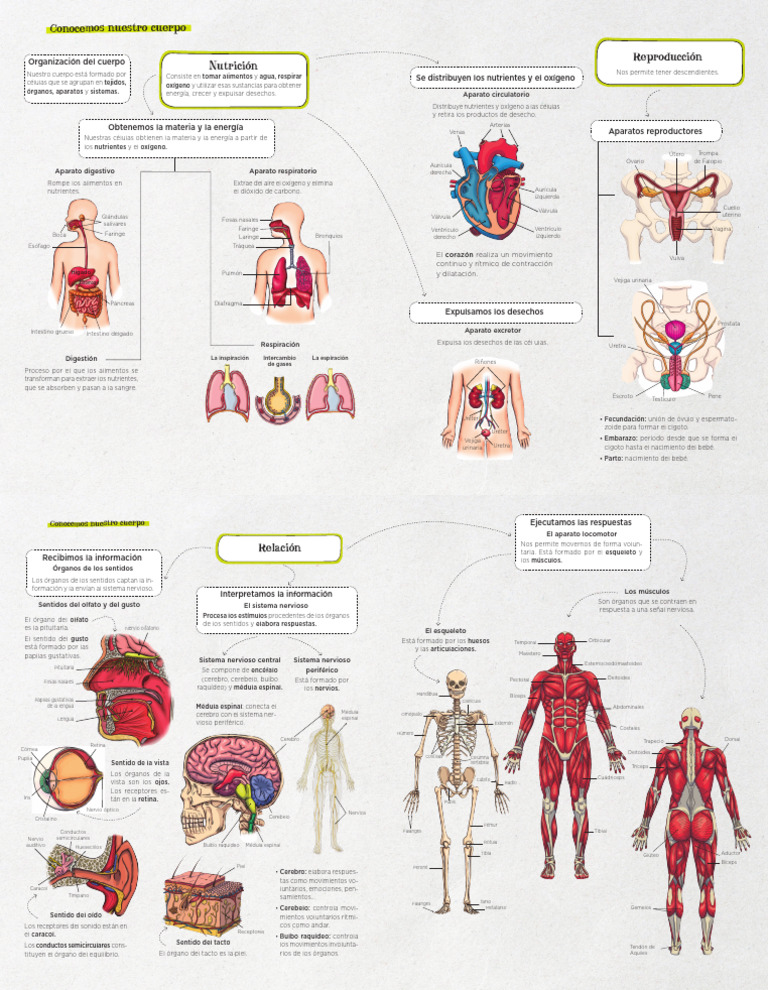 Lo Esencial Forma Visual Ud1 | PDF | Respiración | Órgano (anatomía)