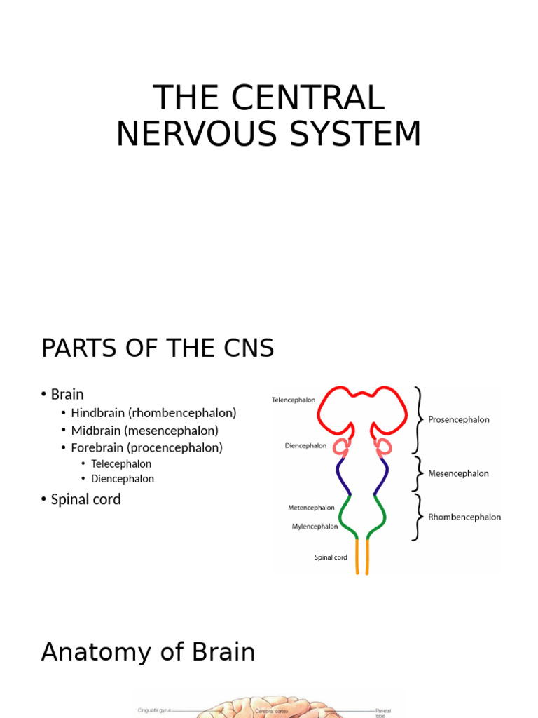 BEHAVIOURAL GEOGRAPHY OF FRONTAL LOBE | PDF | Cerebrum | Cerebral Cortex
