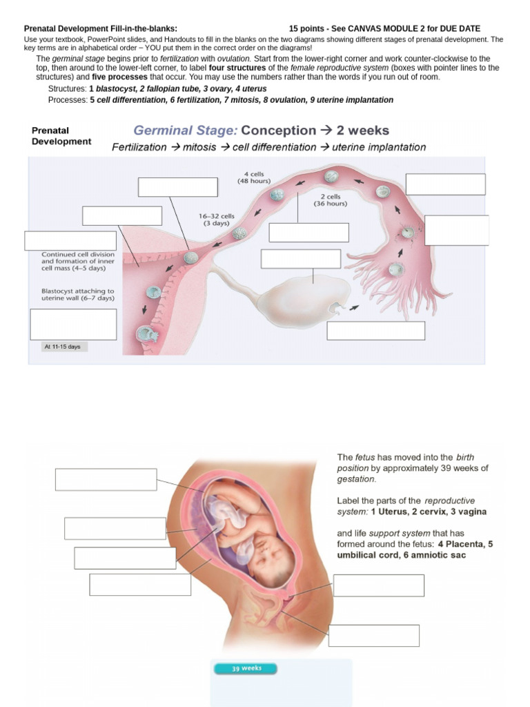 Prenatal+Development+Assignment+F24 | PDF