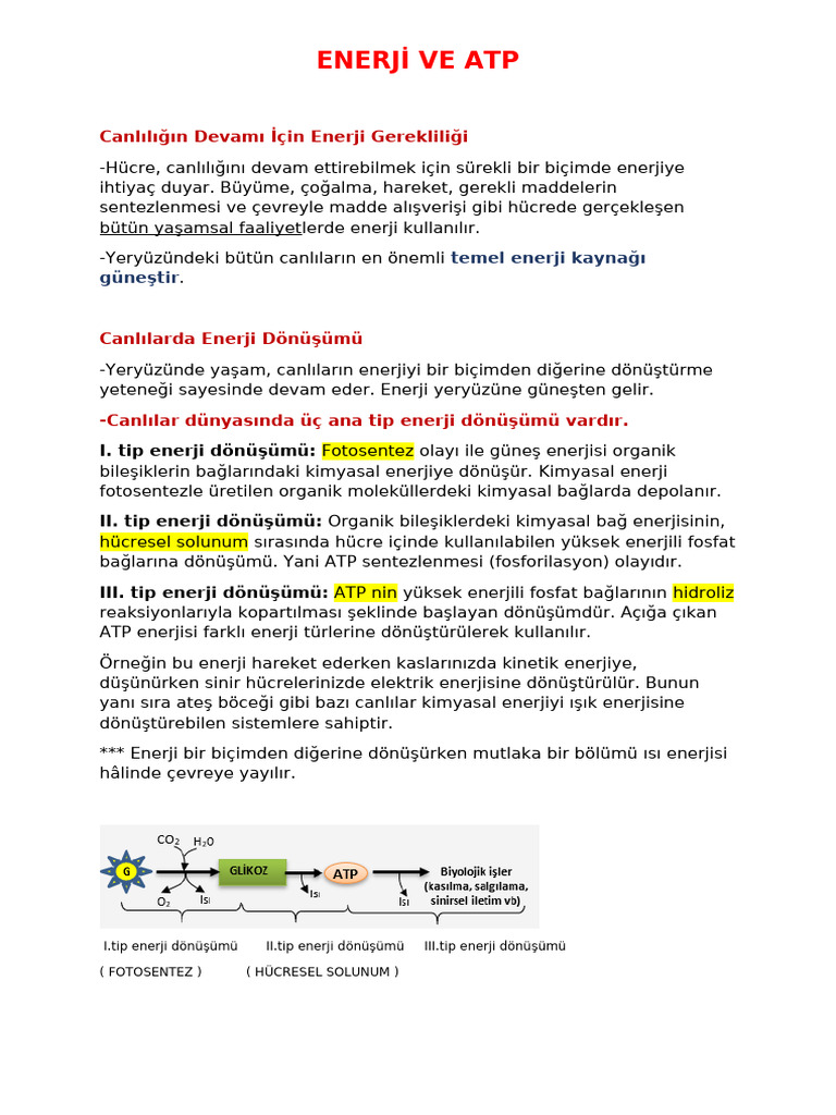 Enerji̇ Ve Atp | PDF