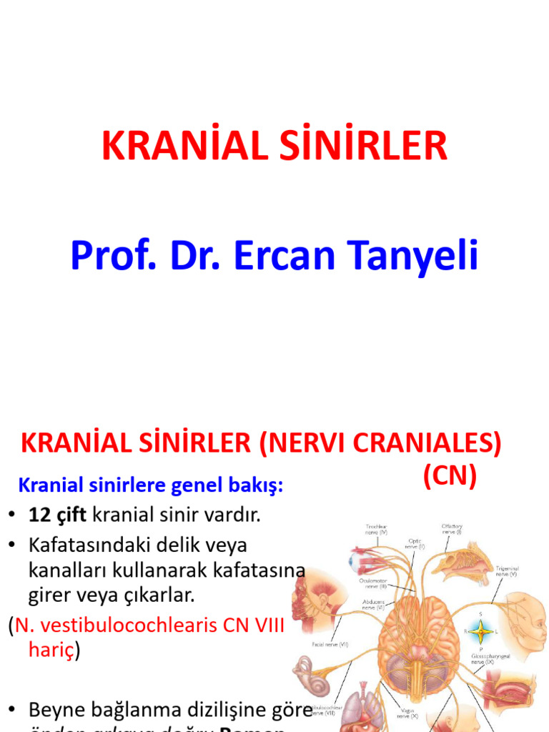 kranial-sinirlerin-anatomisi-pdf