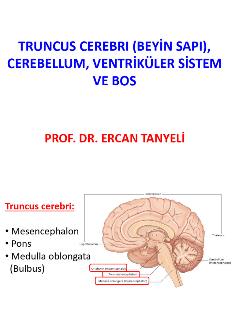 3) Haliç 3.4 Truncus Cerebri, Ventriküler Sistem Ve BOS (2021-22 ...