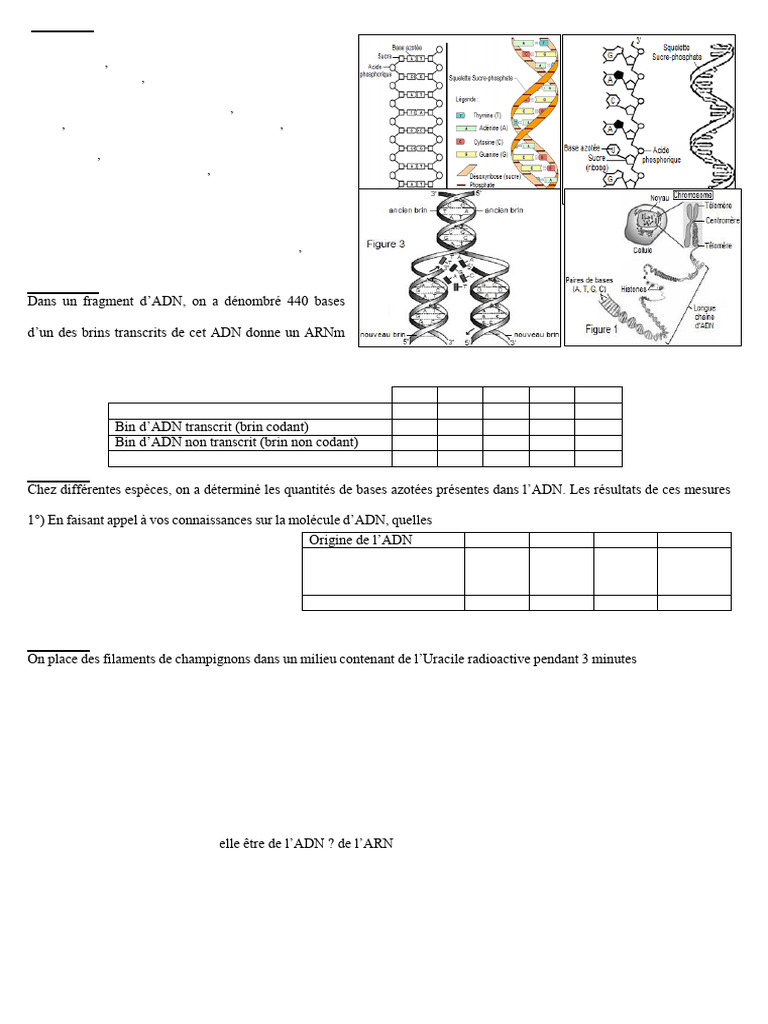 Analyse des brins d'ADN et ARN PDF ADN Acide nucléique — free download