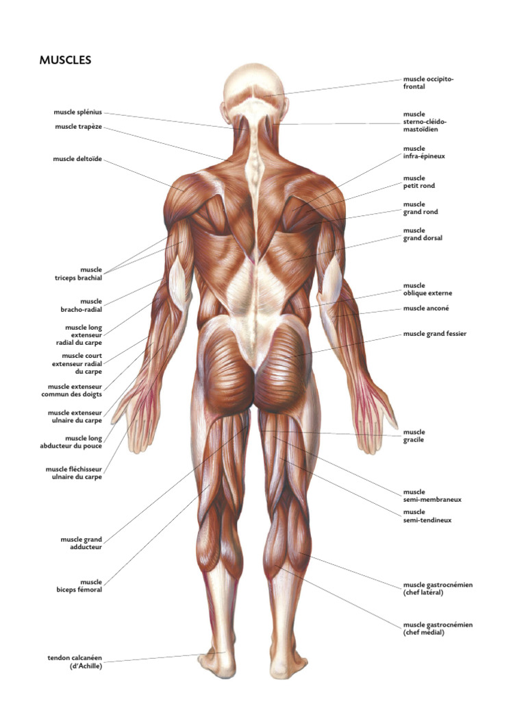 Atlas des Muscles du Corps Humain | PDF