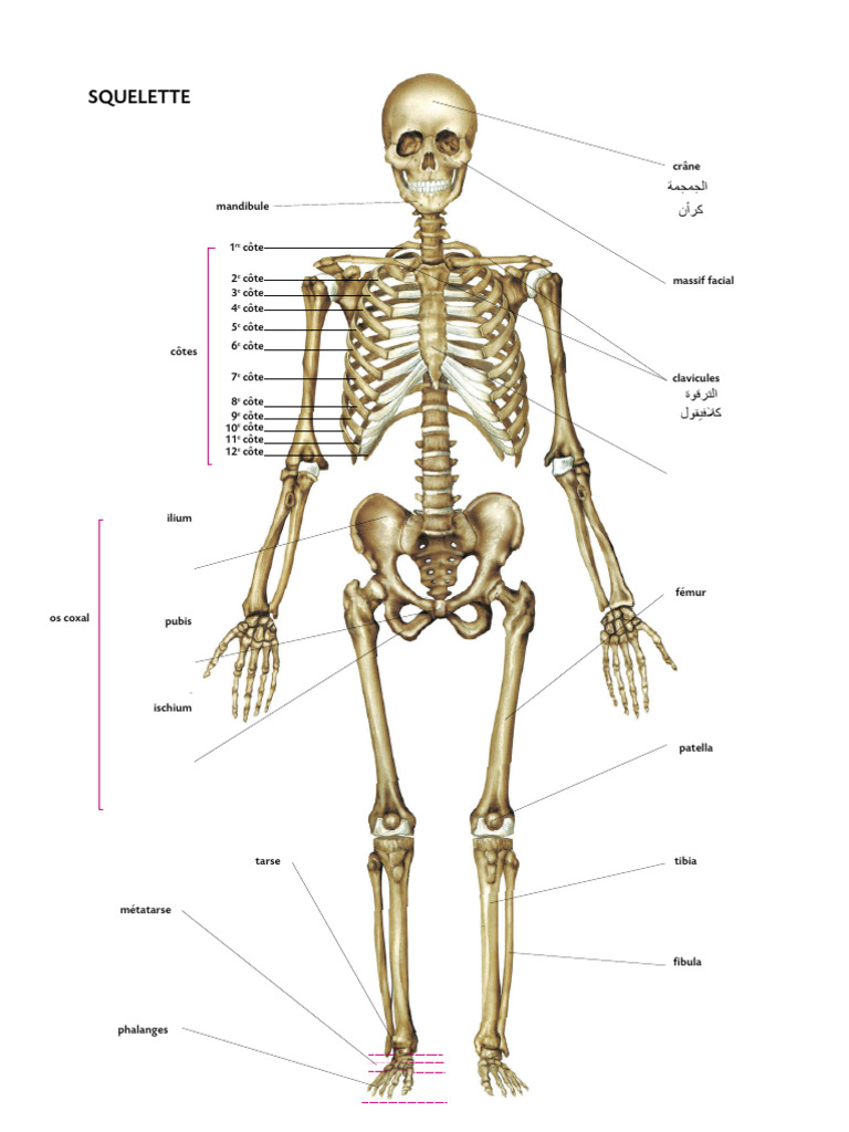 Anatomie du Squelette Humain | PDF