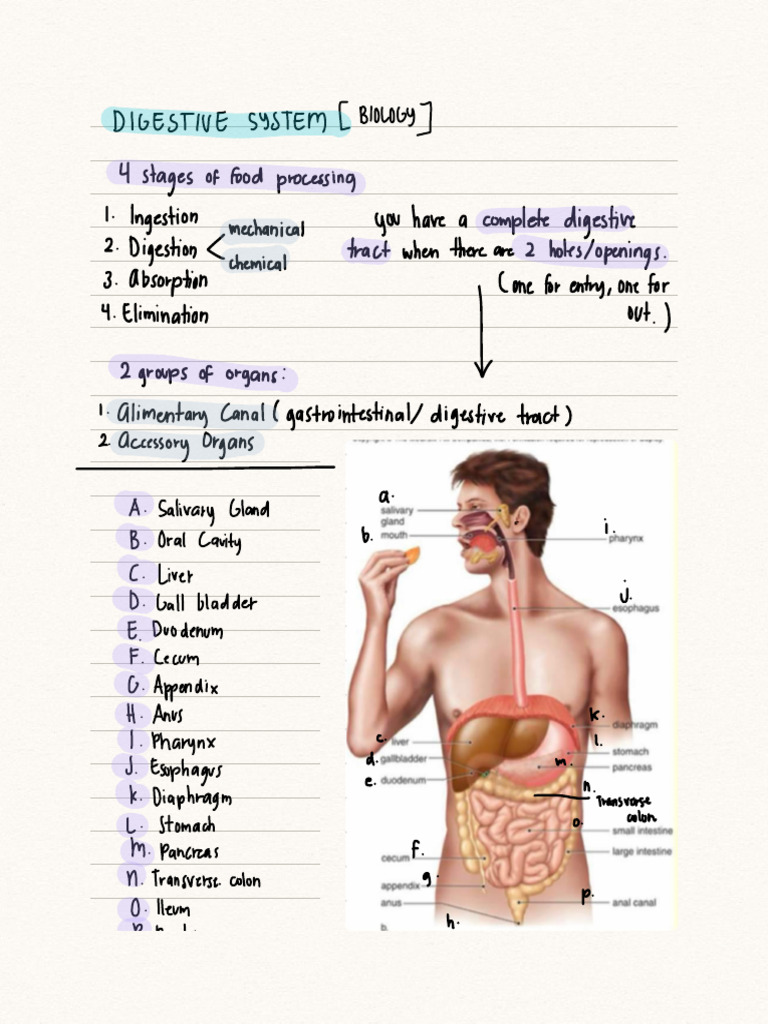 Digestive System Notes | PDF