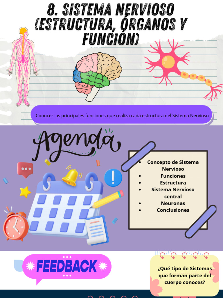 Sistema Nervioso (Estructura, Órganos y Función) Clase 1 | PDF