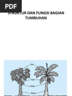 Download Struktur Dan Fungsi Tumbuhan by Geulis Nizza SN83281983 doc pdf