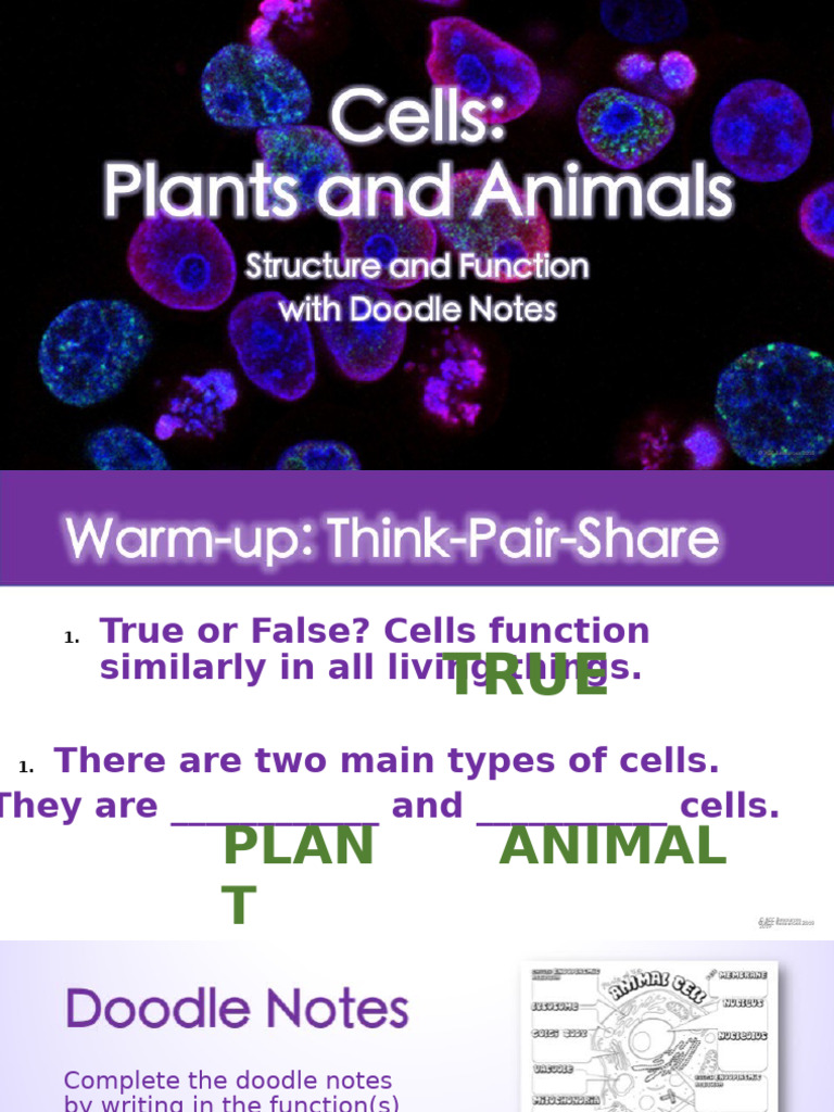 Cell Organelles Doodle Notes Guide | PDF | Cell (Biology) | Endoplasmic ...