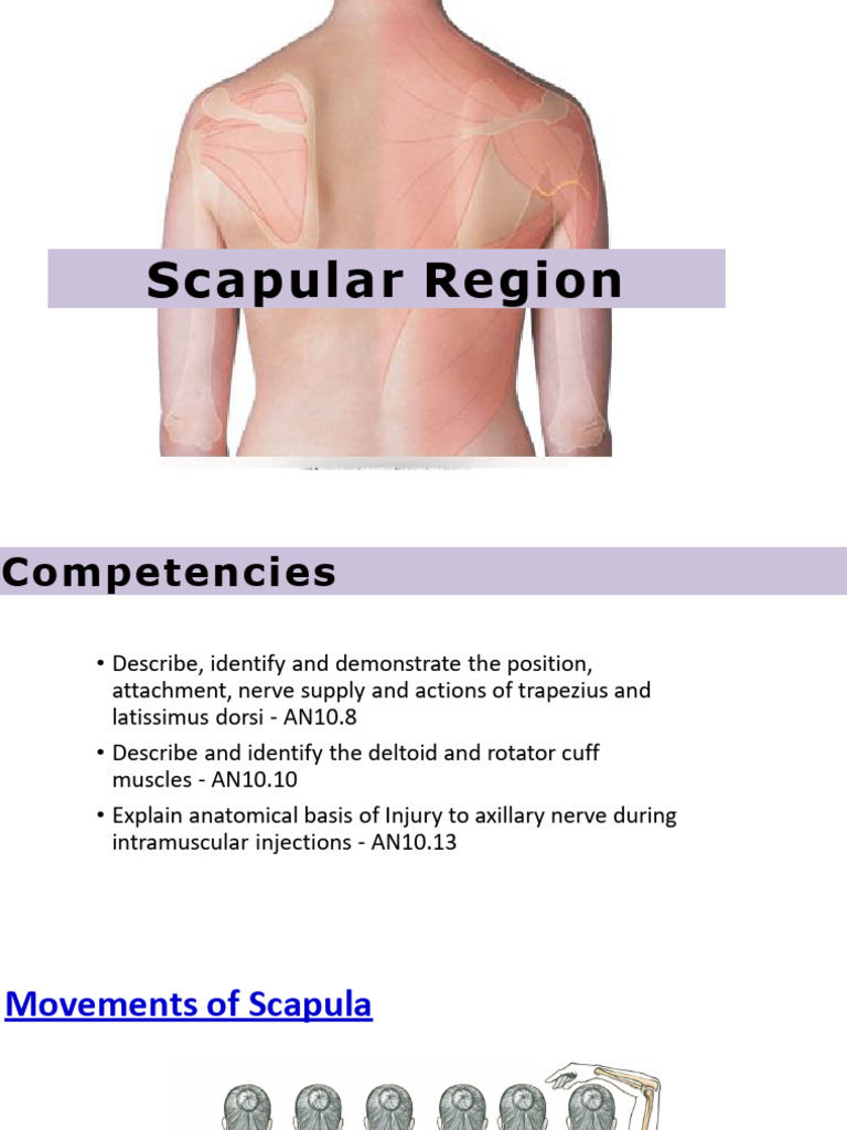 Scapular Region Anatomy and Functions | PDF | Shoulder | Arm