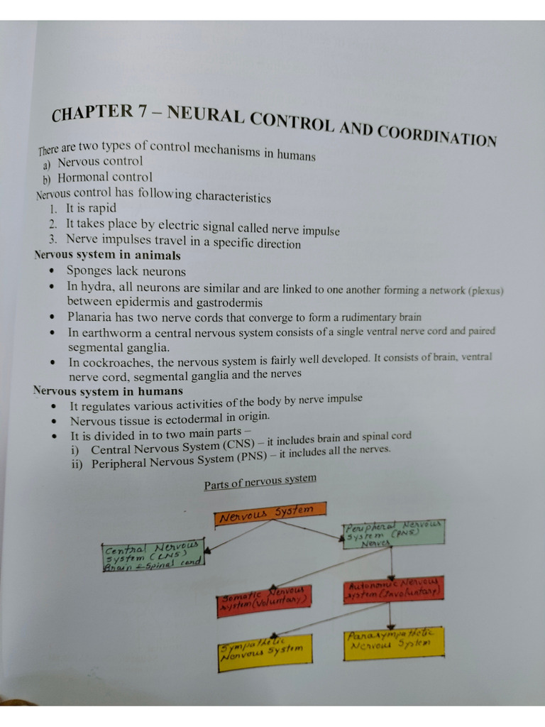 Neural Control and Coordination Neet 2025 Samples | PDF