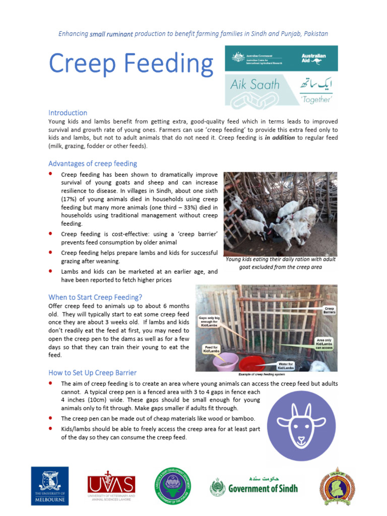 Creep Feeding Factsheet - English | PDF | Sheep | Hay