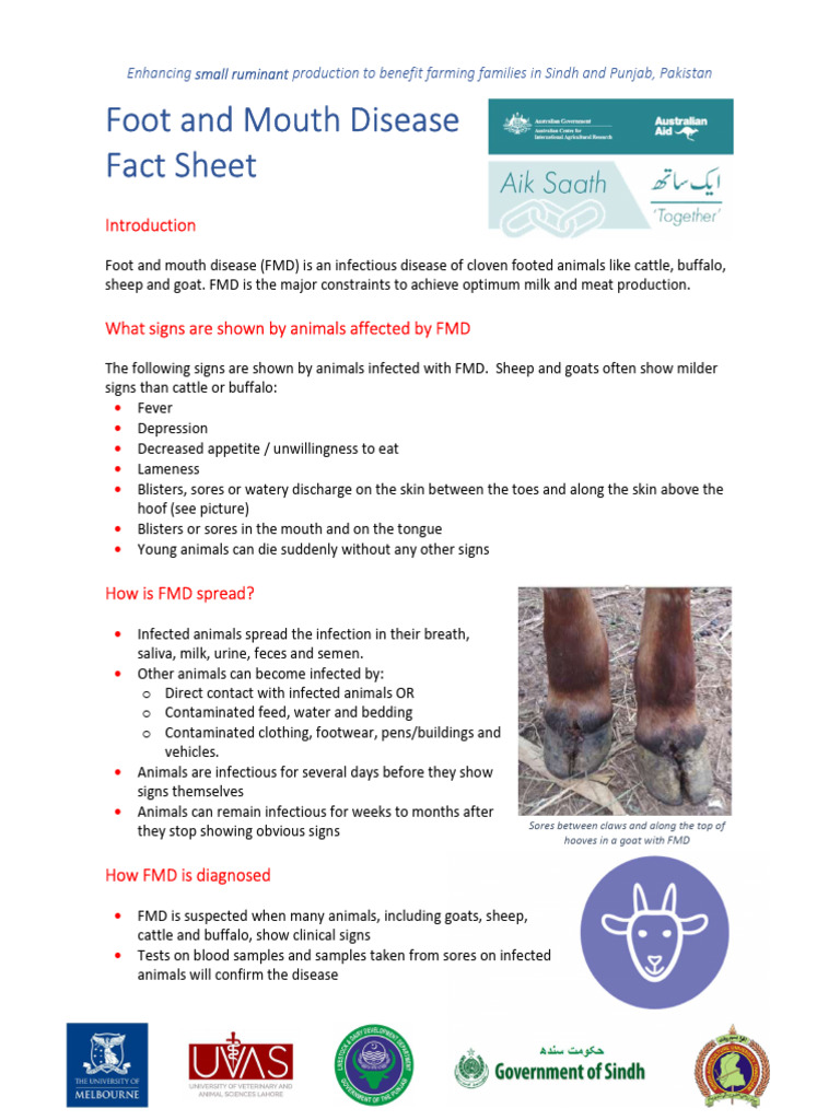 Foot and Mouth Disease in Ruminants | PDF | Animal Diseases | Microbiology