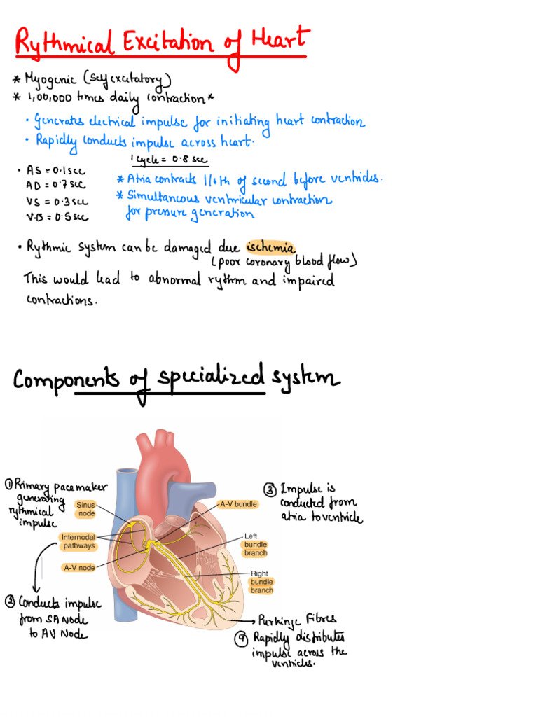 Cardiac Conduction System Explained | PDF | Atrium (Heart) | Heart