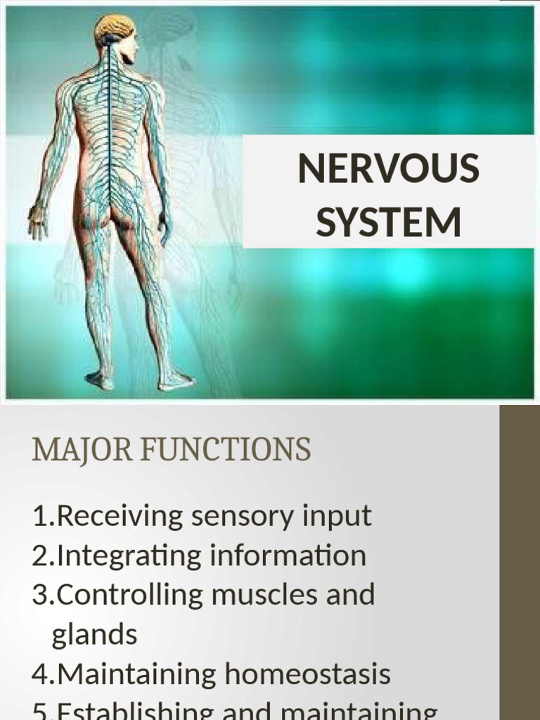Overview of the Nervous System Functions | PDF | Nervous System ...