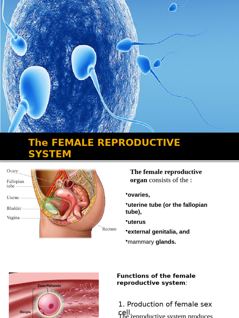 Overview of the Female Reproductive System | PDF | Uterus ...
