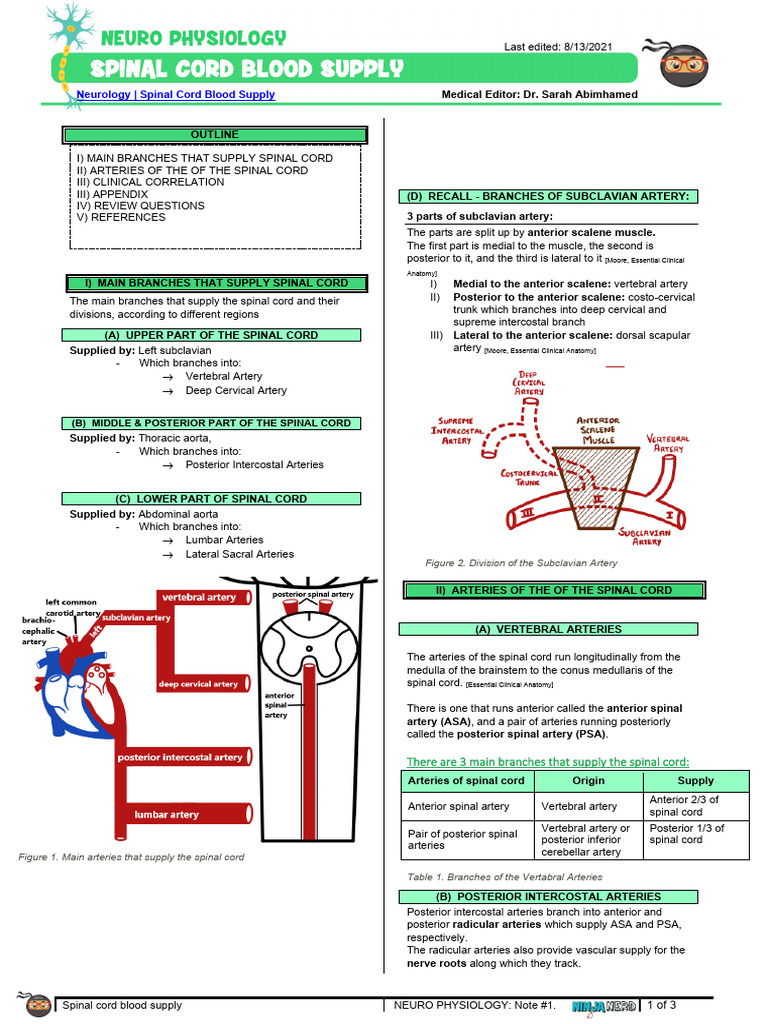 Anatomy of Spinal Cord Blood Supply | PDF | Spinal Cord | Vertebral Column