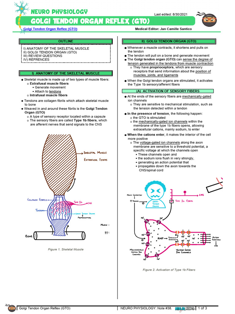 Spinal Cord - Golgi Tendon Organ Reflex (GTO) Atf | PDF | Inhibitory ...