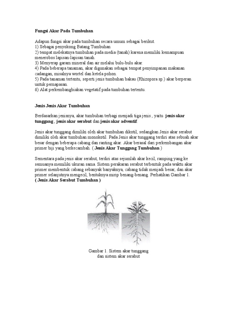 Fungsi Akar Pada Tumbuhan Pdf
