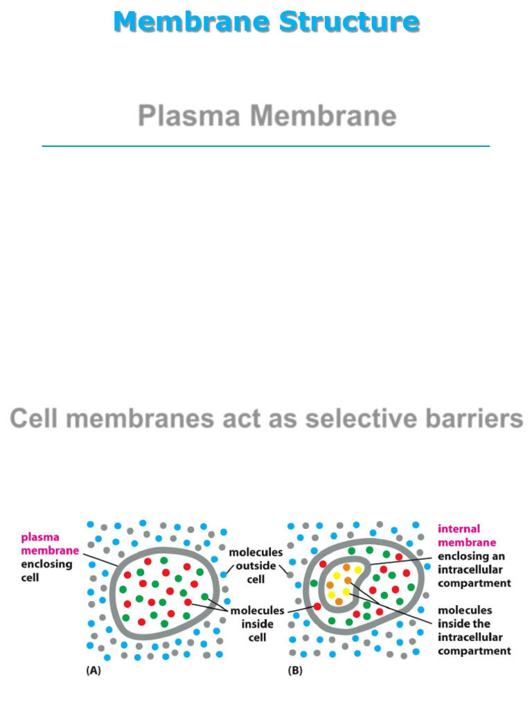 Understanding Plasma Membrane Structure | PDF | Cell Membrane ...