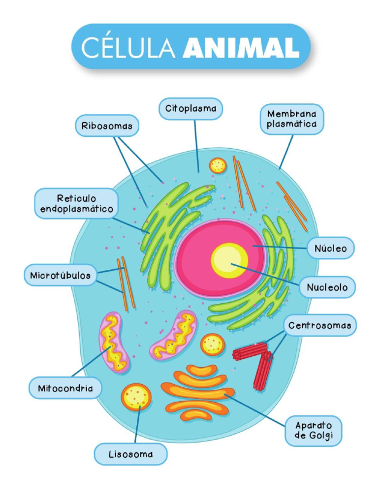 Celula Animal | PDF