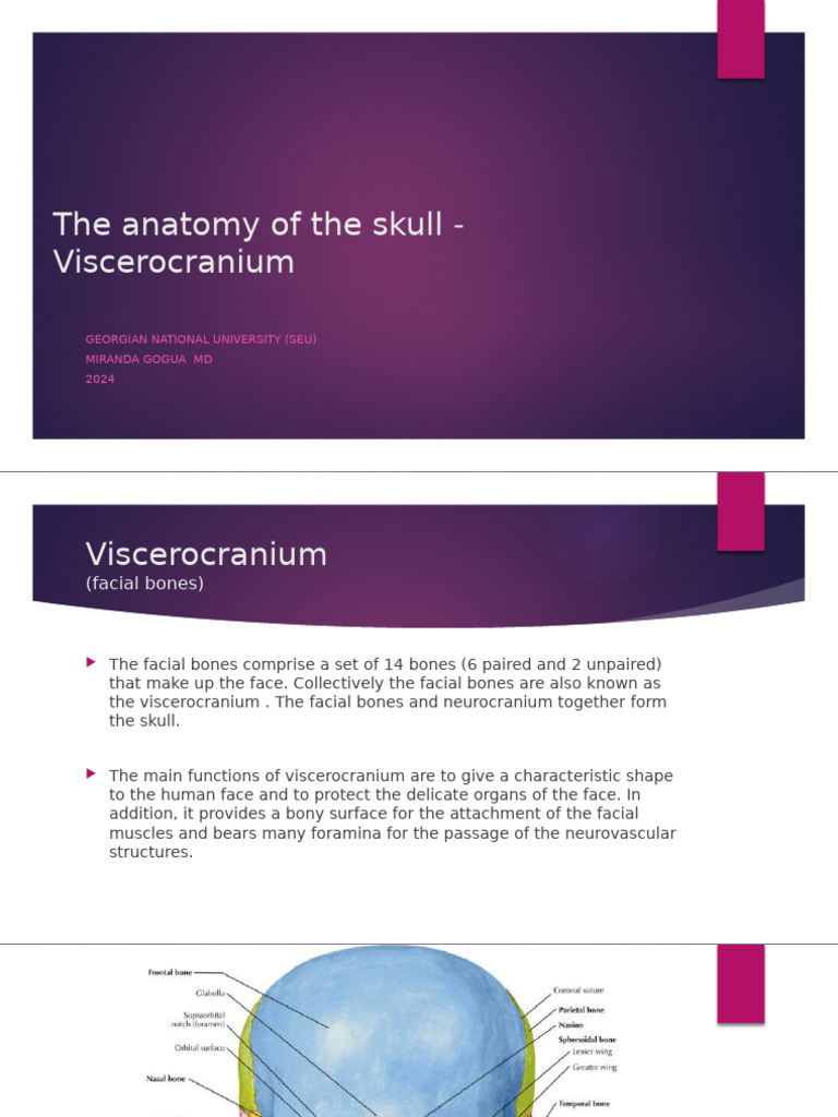 The Anatomy of the Skull - Viscerocranium (1) 2 | PDF | Human Nose | Skull