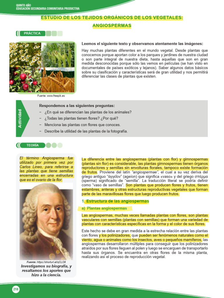 Características de las Angiospermas | PDF | Flores | Polinización