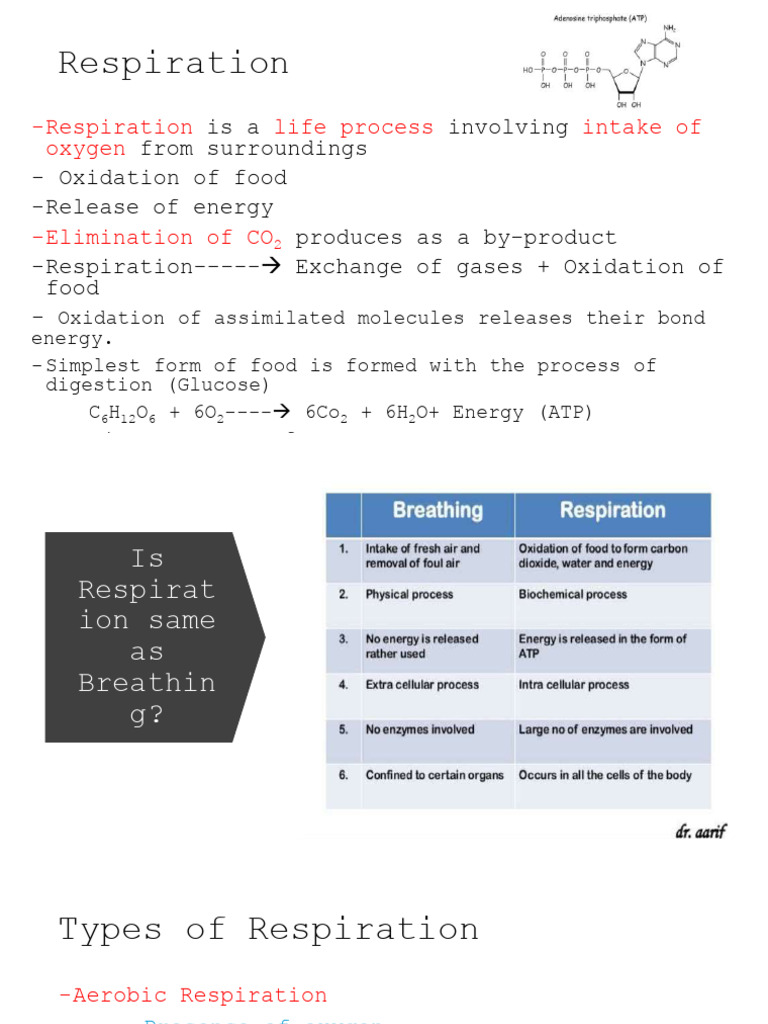 Respiration | PDF | Cellular Respiration | Respiratory System