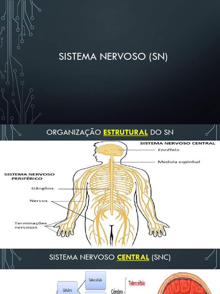 Estrutura e Função do Sistema Nervoso | PDF