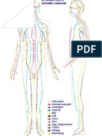 Az Emberi Test Meridian Csatornai