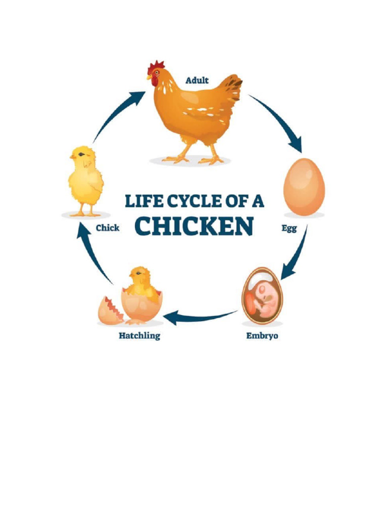 Life Cycle of A Chicken | PDF