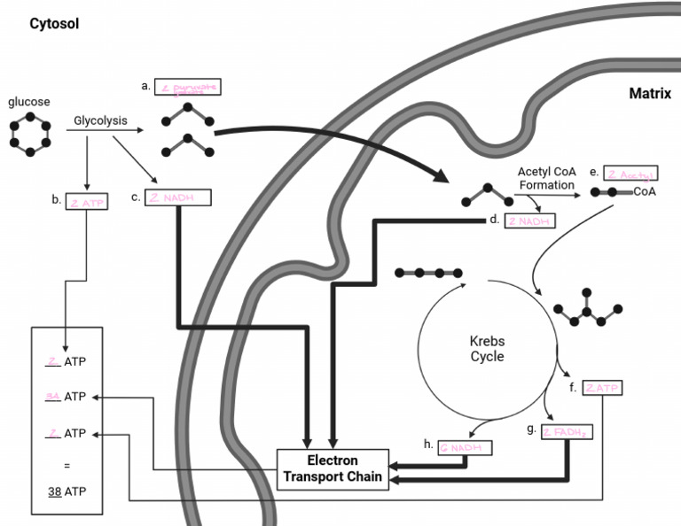 Aerobic Cellular Respiration Schematic:Diagram | PDF