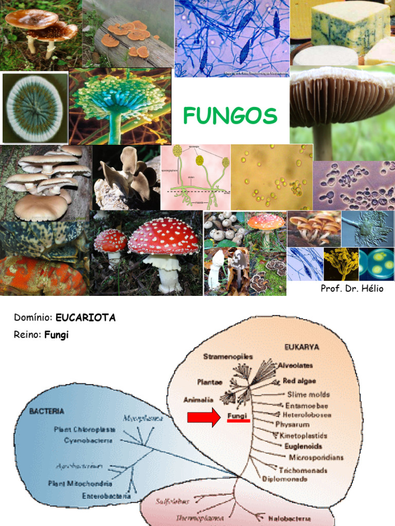 Características e Classificação dos Fungos | PDF | Fungo | Célula ...
