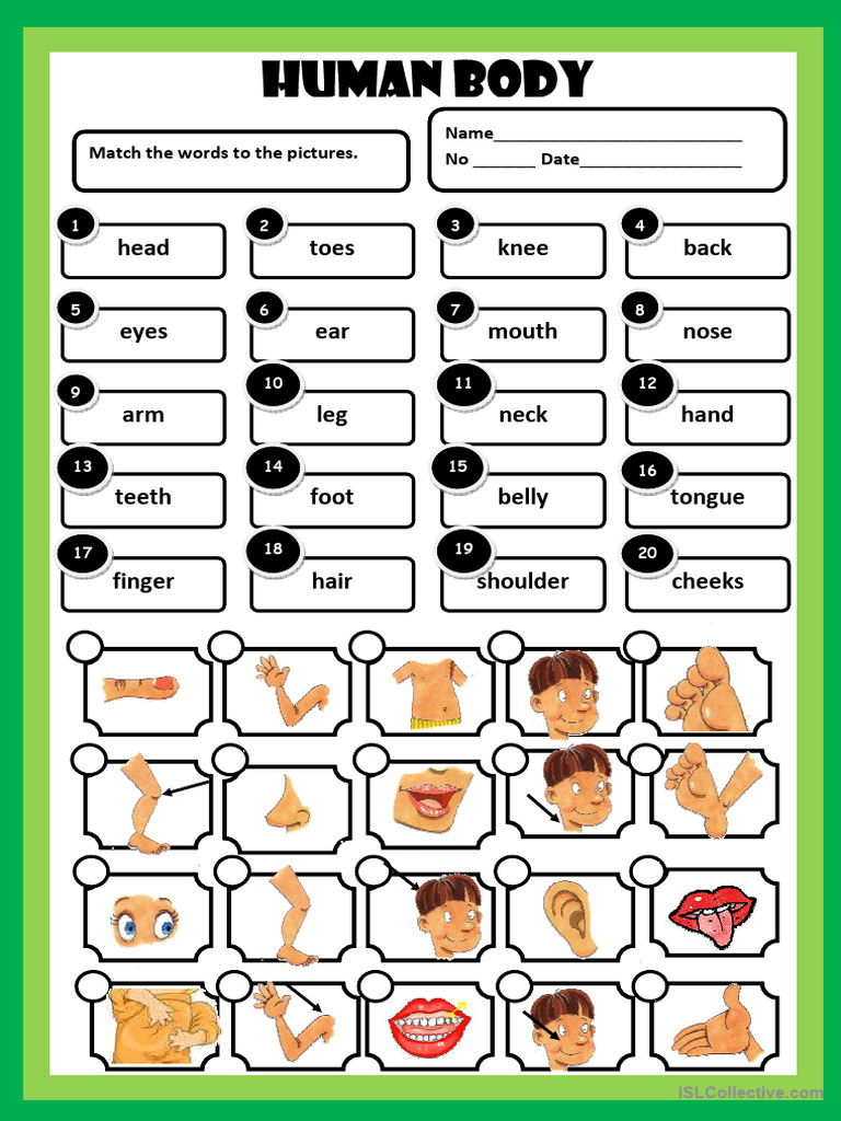 Body Parts Matching Activity | PDF