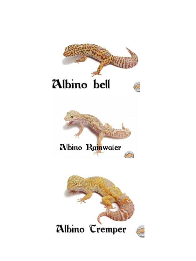 Gecko | PDF