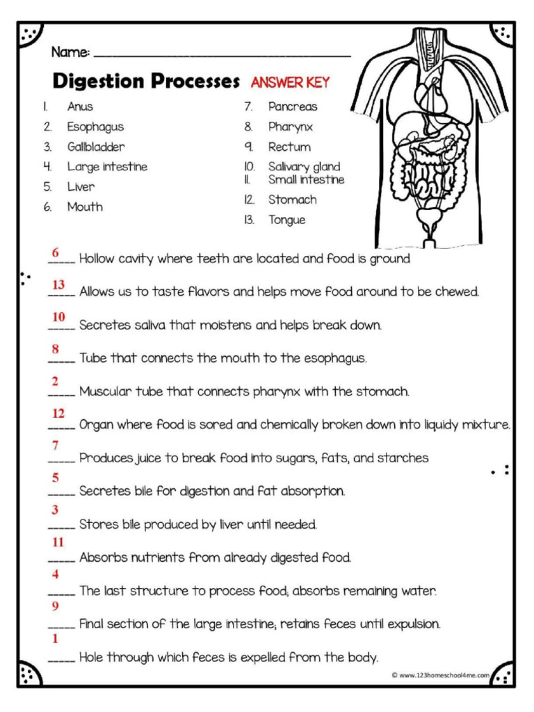 Activity 2 - Digestion Process With Answer | PDF