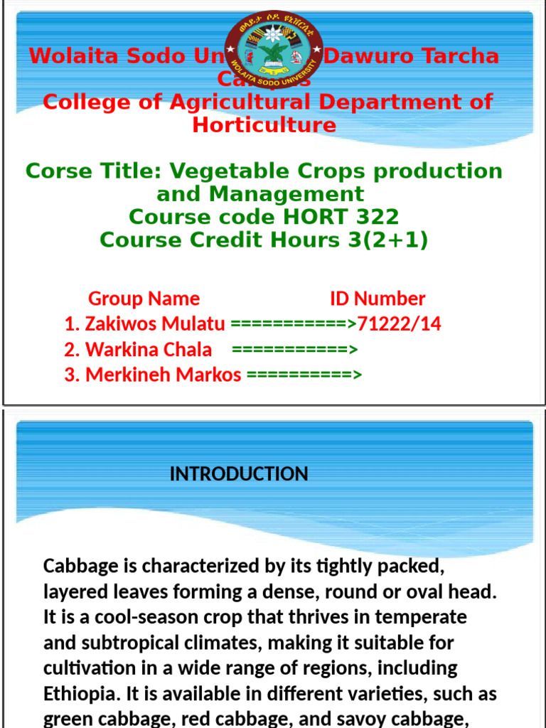 Cabbage Cultivation Guide for Ethiopia | PDF | Cabbage | Crop Rotation