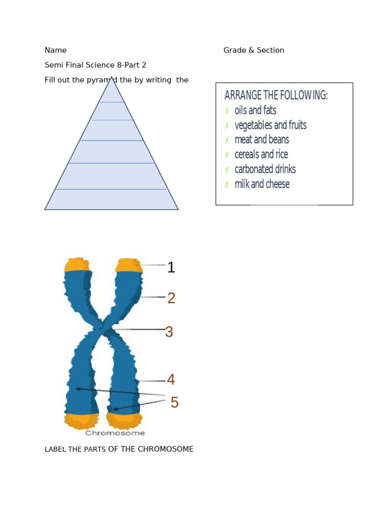 Science 8: Chromosome & Food Pyramid | PDF